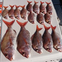 遊漁船 家入 釣果