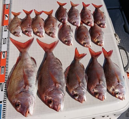 遊漁船 家入 釣果