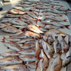 タイラバ遊漁船 ワンピース 釣果