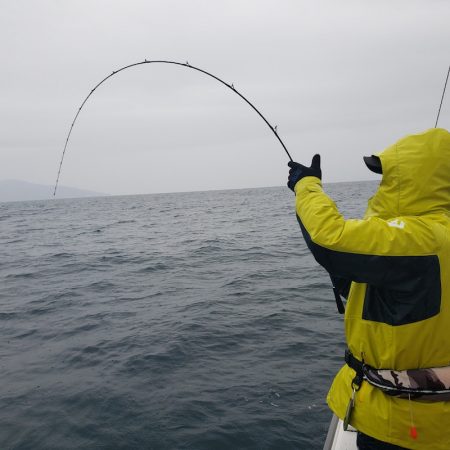 シーライオン 釣果