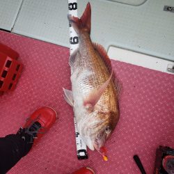 シーライオン 釣果