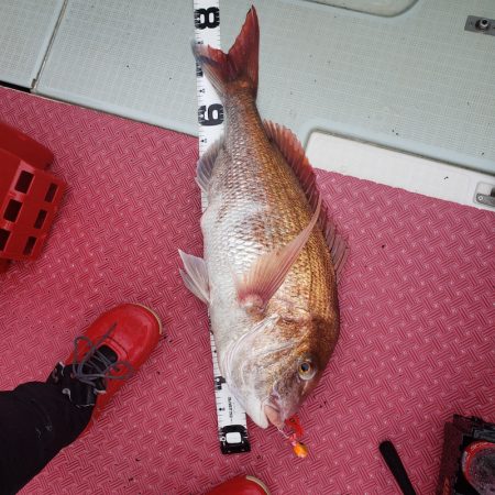 シーライオン 釣果