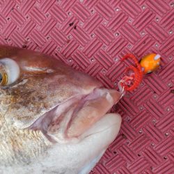 シーライオン 釣果