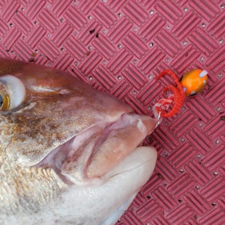 シーライオン 釣果