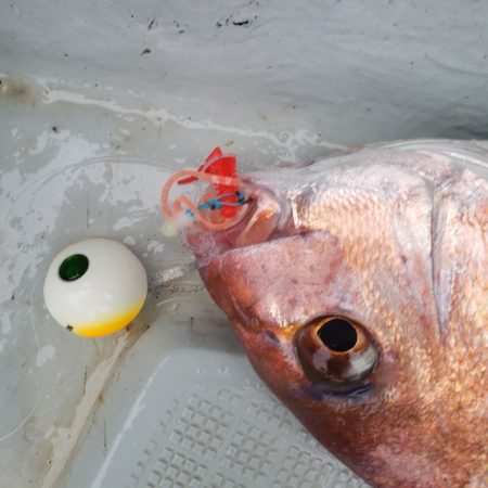 シーライオン 釣果