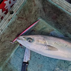 サンマリン 釣果