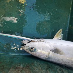 サンマリン 釣果