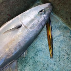 サンマリン 釣果