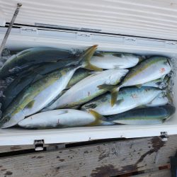 サンマリン 釣果