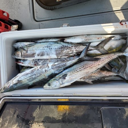 サンマリン 釣果