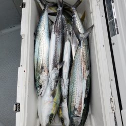 サンマリン 釣果