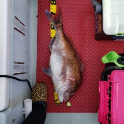 シーライオン 釣果