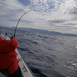 シーライオン 釣果