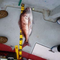 シーライオン 釣果