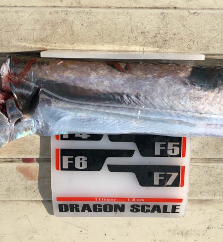 フィッシング キッタカ 釣果