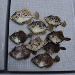 渡船屋たにぐち 釣果