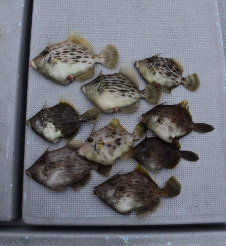 渡船屋たにぐち 釣果