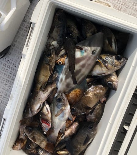 フィッシング キッタカ 釣果