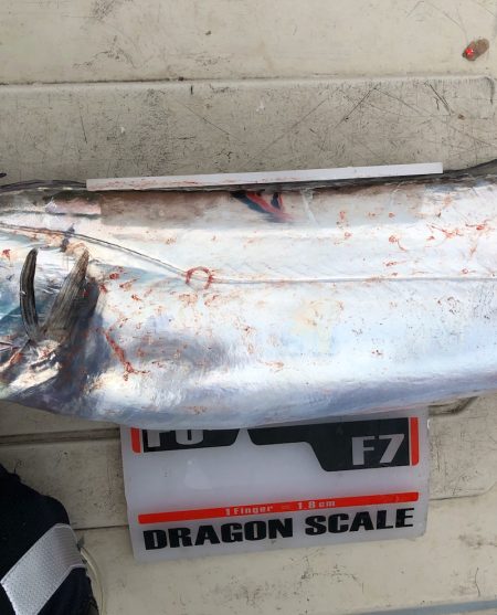 フィッシング　キッタカ 釣果