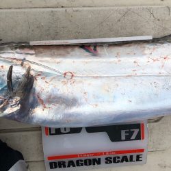 フィッシング キッタカ 釣果