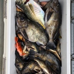 フィッシング キッタカ 釣果