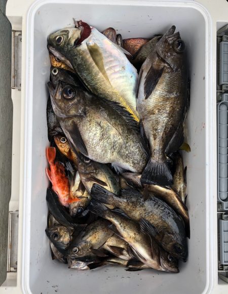 フィッシング キッタカ 釣果