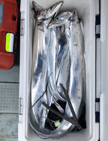 フィッシング キッタカ 釣果