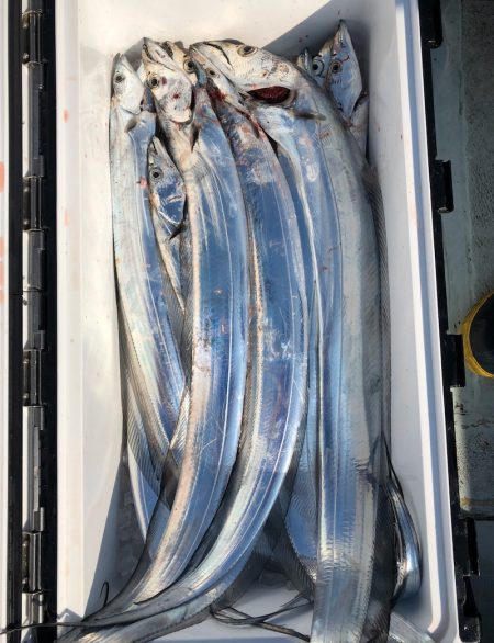 フィッシング キッタカ 釣果