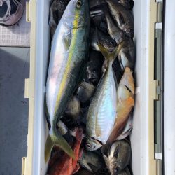 フィッシング キッタカ 釣果