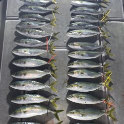 SeaRide(シーライド) 釣果