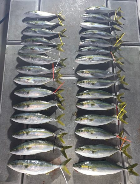 SeaRide(シーライド) 釣果