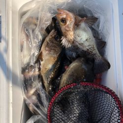 フィッシング キッタカ 釣果