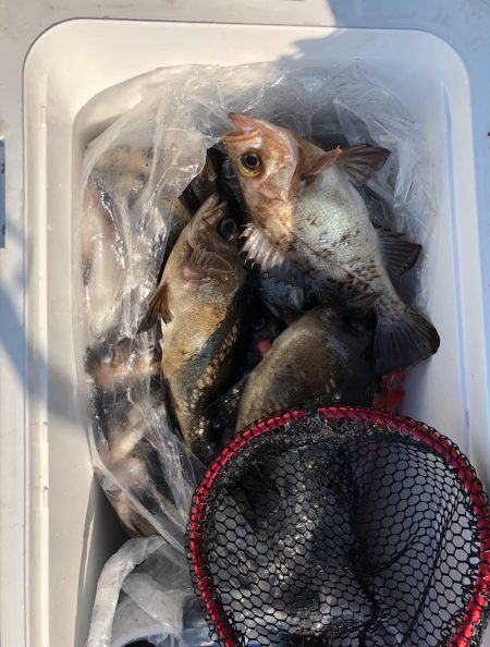 フィッシング キッタカ 釣果