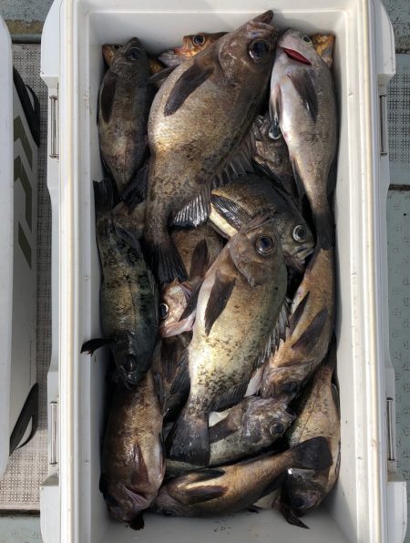 フィッシング　キッタカ 釣果