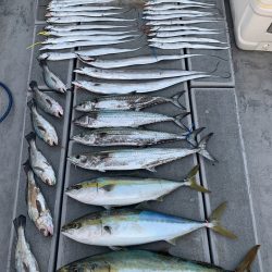 SeaRide(シーライド) 釣果