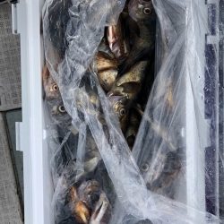 フィッシング　キッタカ 釣果