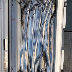 フィッシング キッタカ 釣果