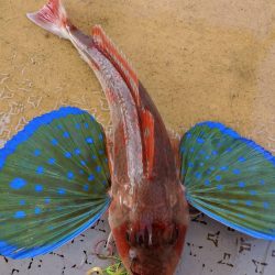 海季丸(みきまる) 釣果