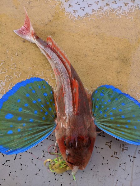 海季丸(みきまる) 釣果