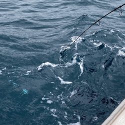 あみや渡船 JIGBOY 釣果