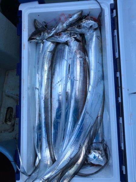 フィッシング　キッタカ 釣果