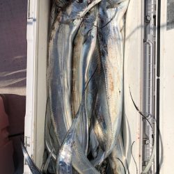 フィッシング キッタカ 釣果