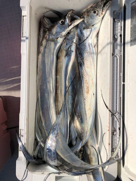 フィッシング キッタカ 釣果