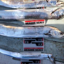 フィッシング キッタカ 釣果