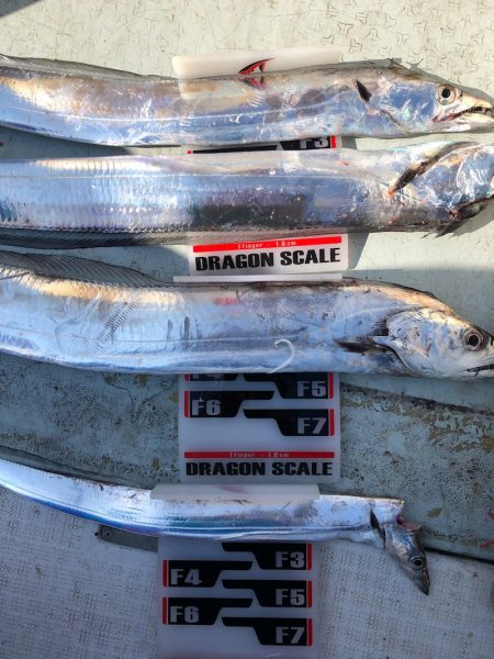 フィッシング キッタカ 釣果