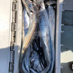 フィッシング キッタカ 釣果