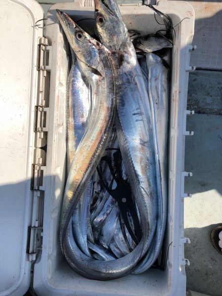 フィッシング キッタカ 釣果