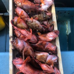 岡田釣船 八英丸 釣果