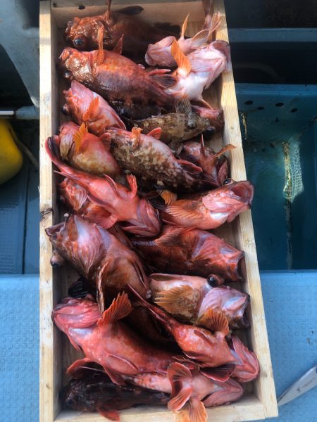 岡田釣船　八英丸 釣果