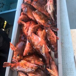 岡田釣船 八英丸 釣果